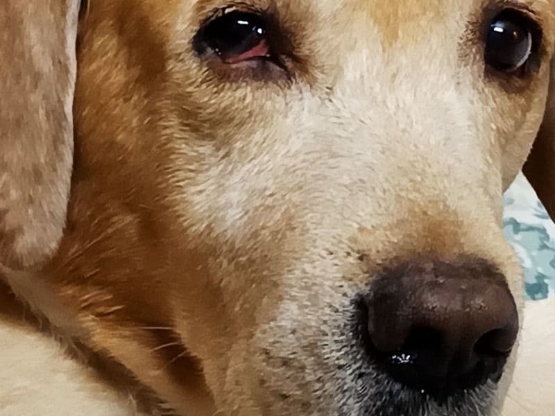 Buddy primary photo