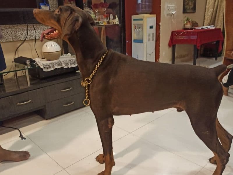 Diesel primary photo