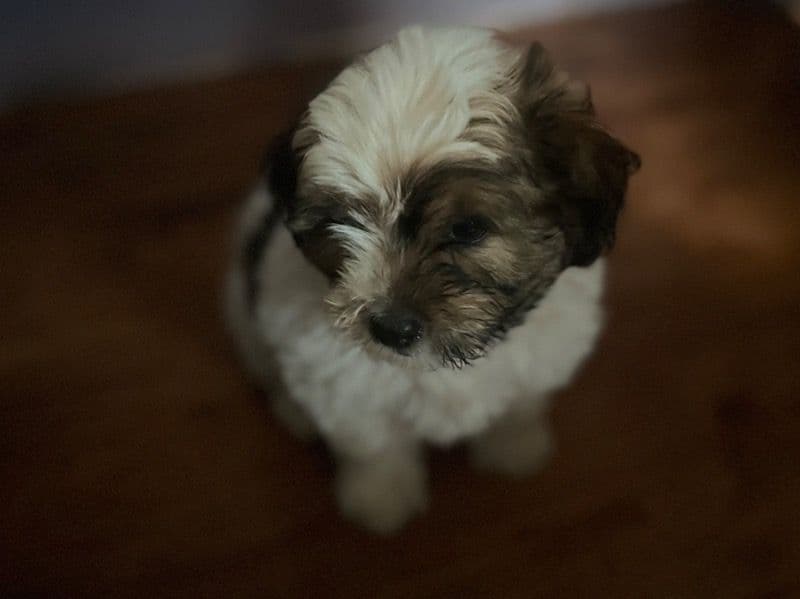 Jack primary photo