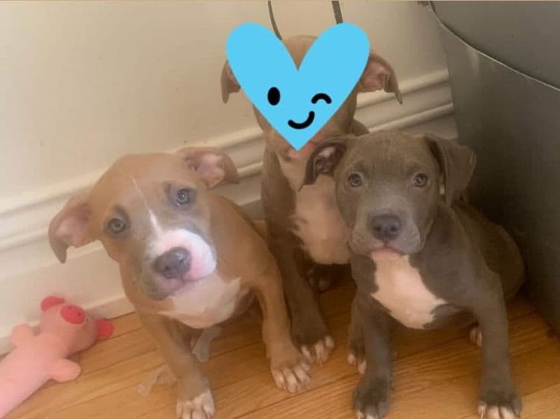 Puppy Doe primary photo