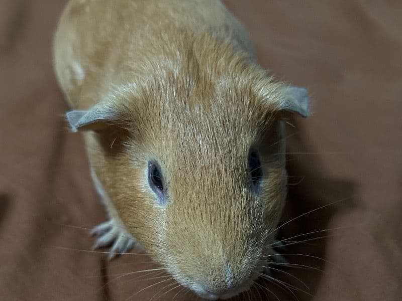 Ginger primary photo