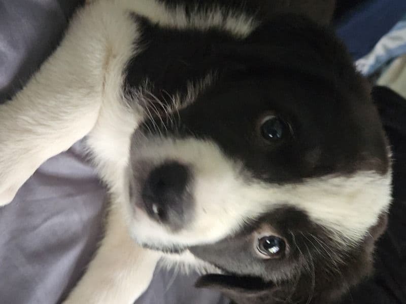 Scout primary photo