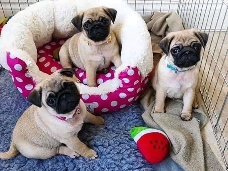 Pug primary photo