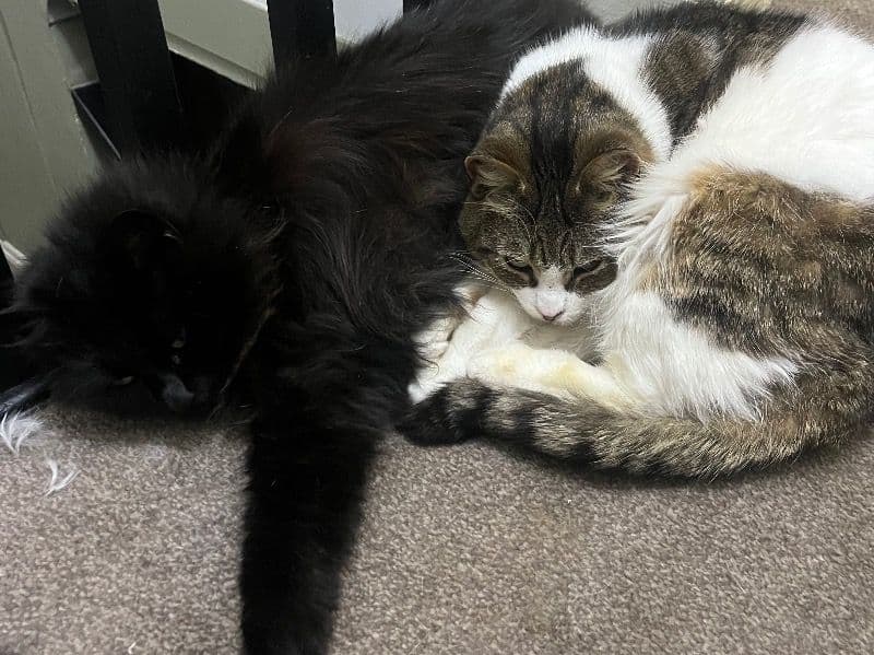 Ruby And Ria primary photo