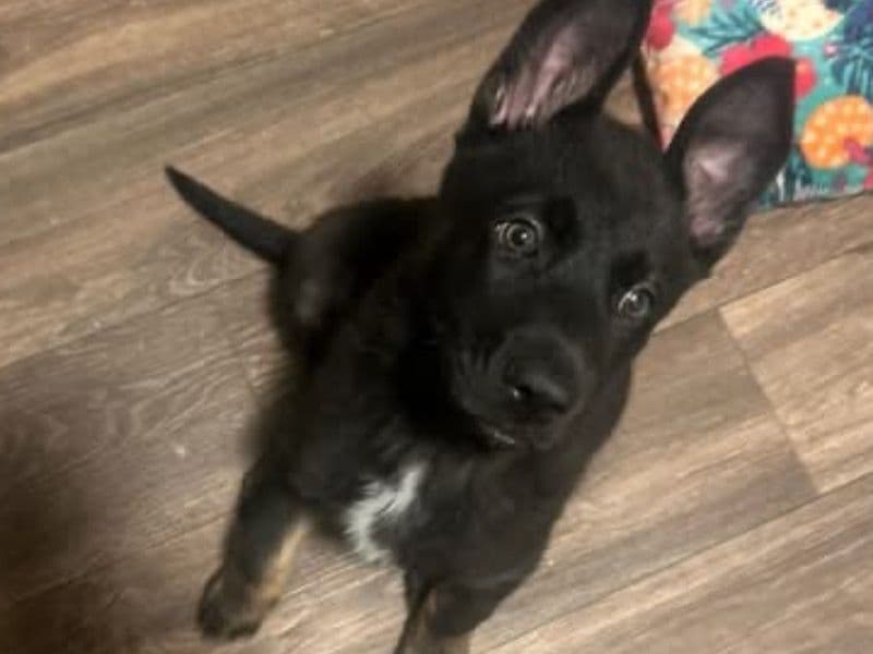 Zeus primary photo