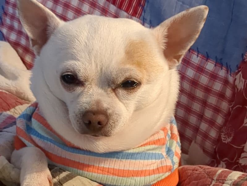 Taco primary photo