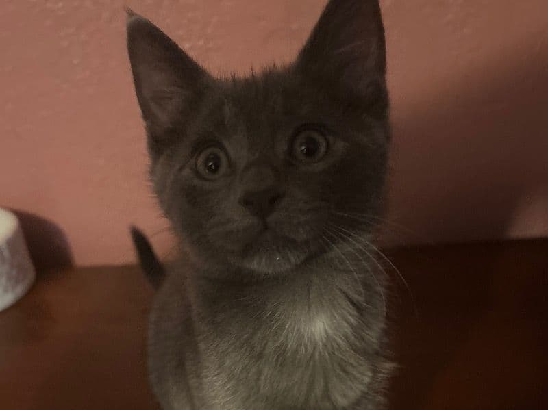 Raiden primary photo