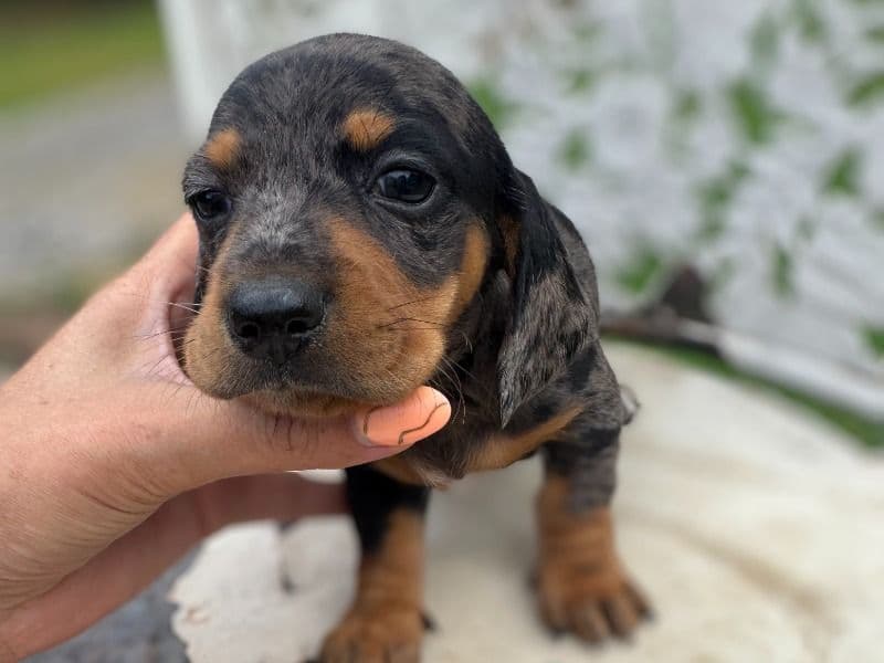 Akc Girl 1 primary photo