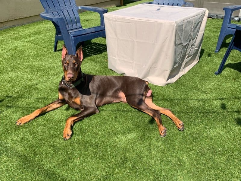 Drako primary photo