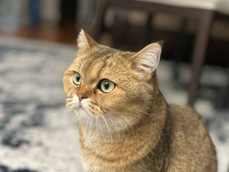 Bella primary photo