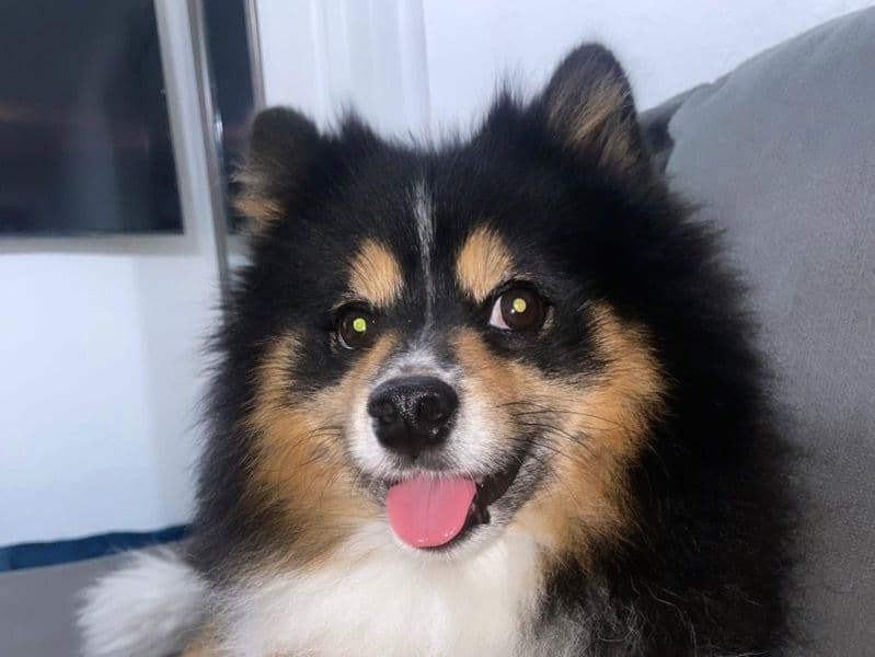 Spike primary photo