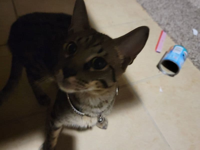 Anubis primary photo