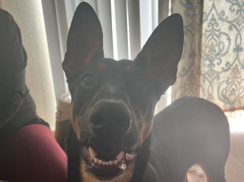 Athena primary photo