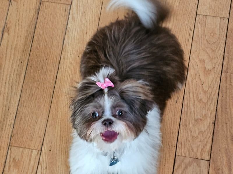 Snowbelle primary photo