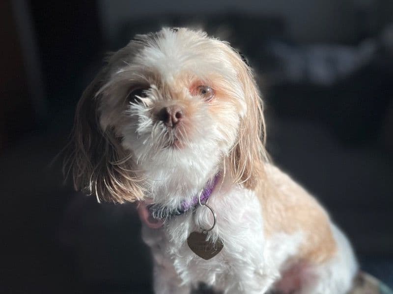 Mollie primary photo