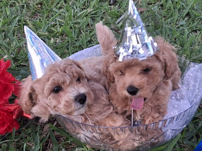Maltipoo Litter primary photo
