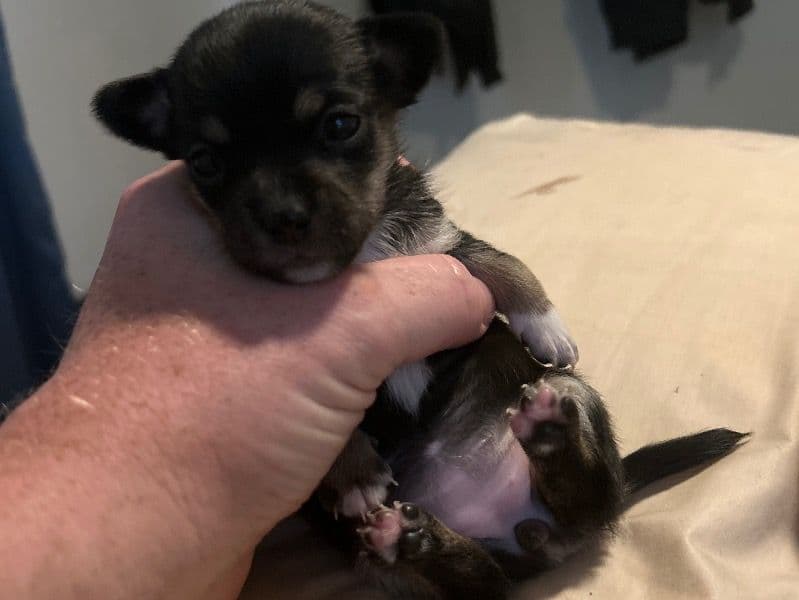 Puppy 4 primary photo