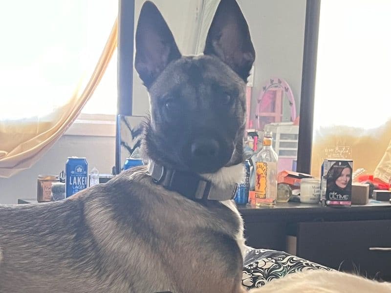 Athena primary photo