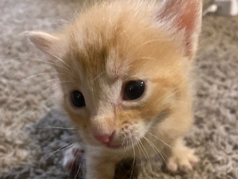 Peanut primary photo