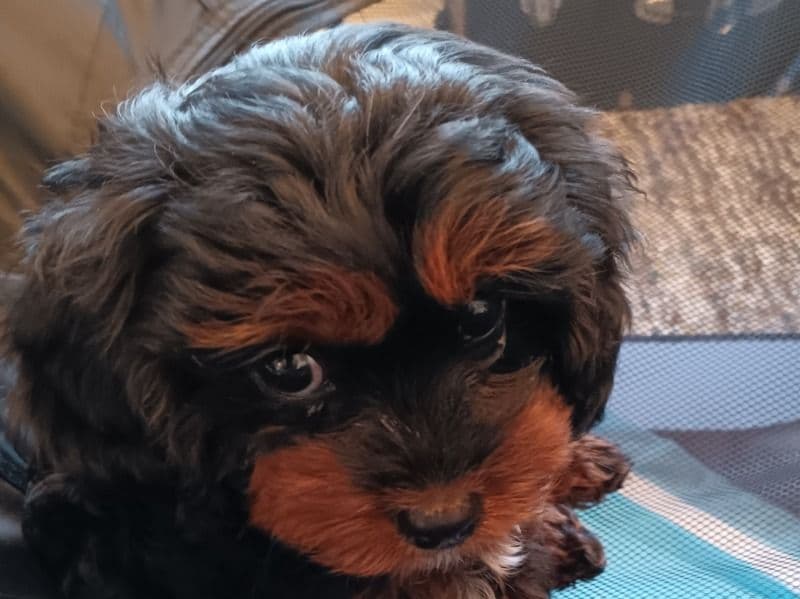 Sasha primary photo