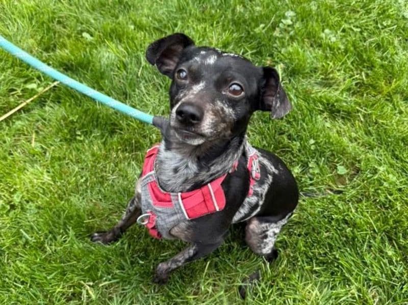 Morty primary photo