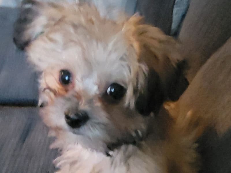 Teddy primary photo