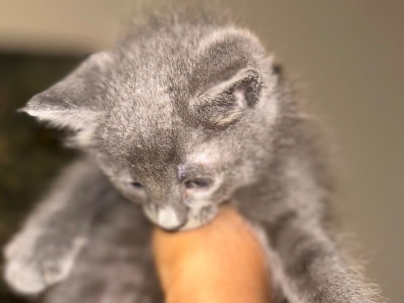 Nimbus primary photo