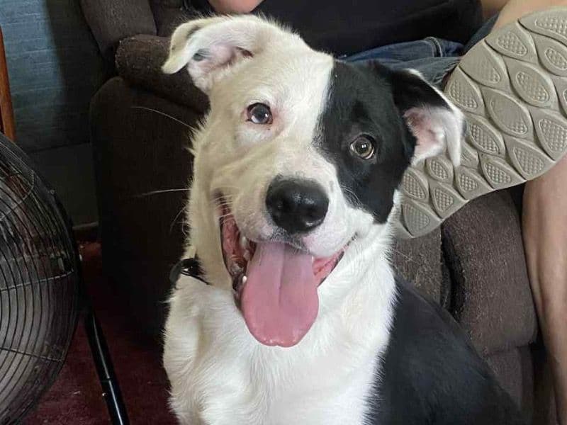 Petey primary photo