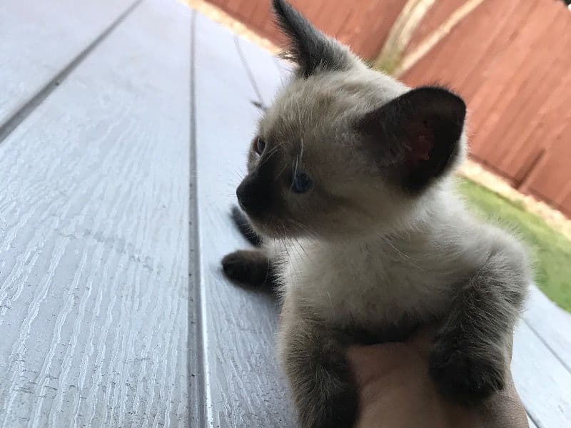 Smokey primary photo