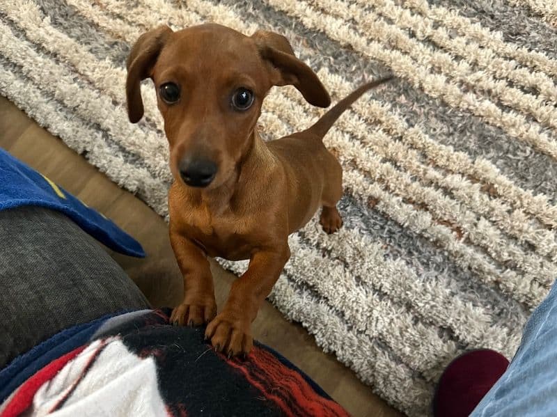 Daisy primary photo