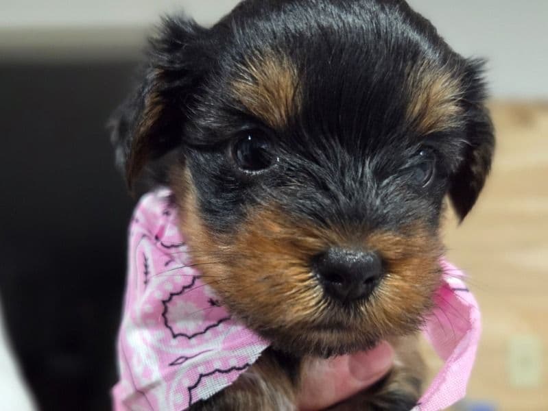 Yorkie Puppy #3 primary photo