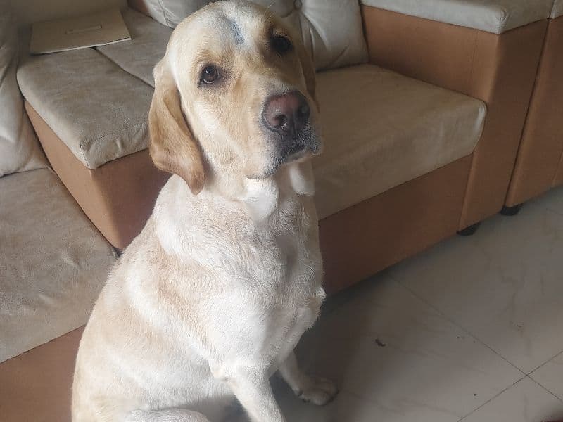 Coco primary photo