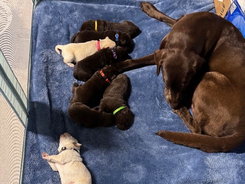 Puppies primary photo