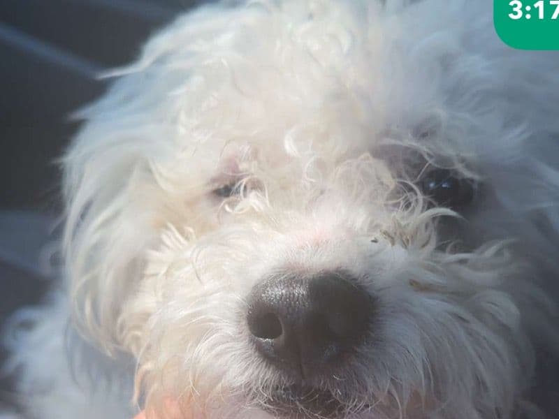 Toby primary photo