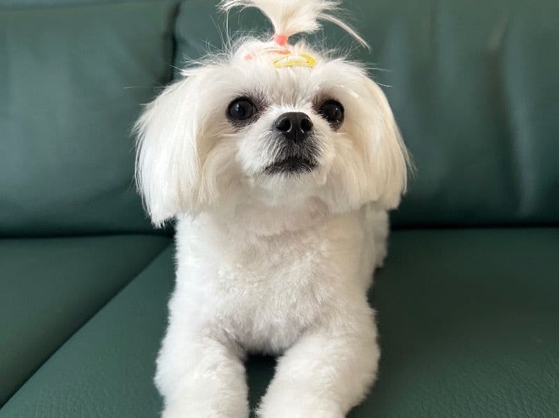 Luna primary photo