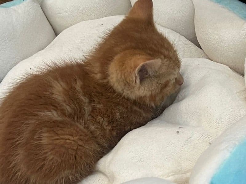 Ginger primary photo