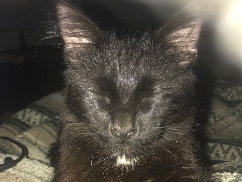 Nimbus primary photo
