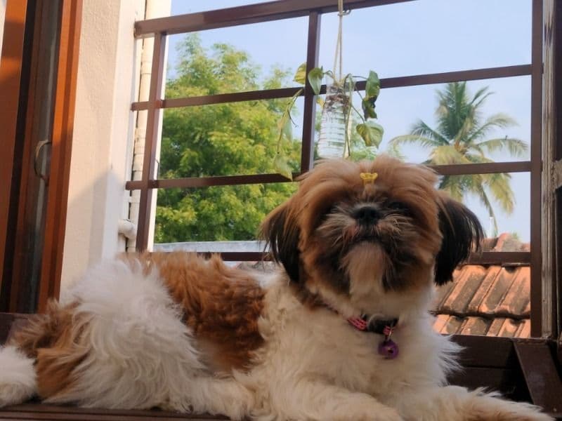 Luna primary photo