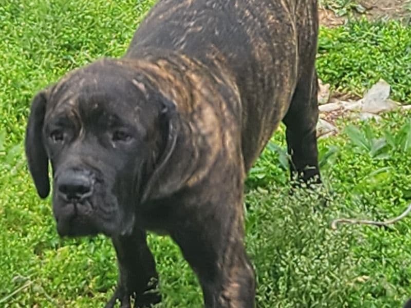 Puppy Male primary photo
