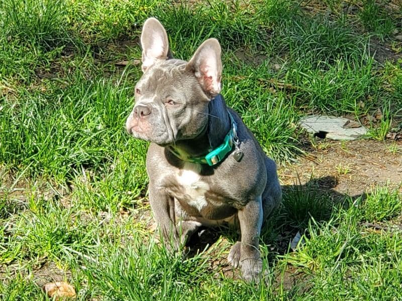 Jellybean primary photo