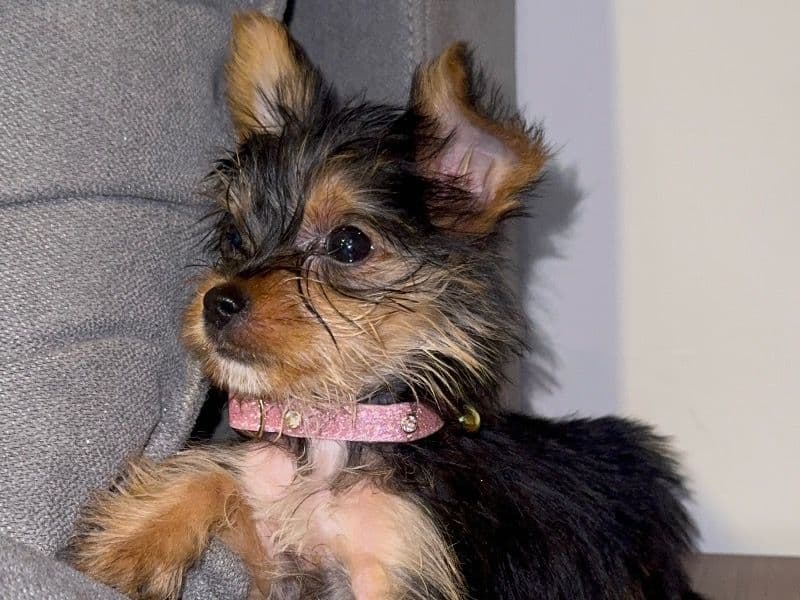 Princess primary photo