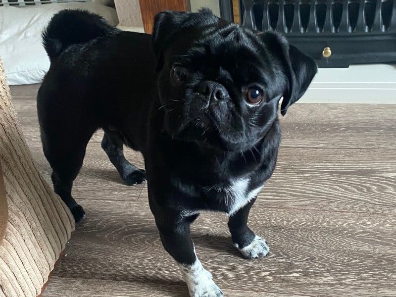 Teddy primary photo