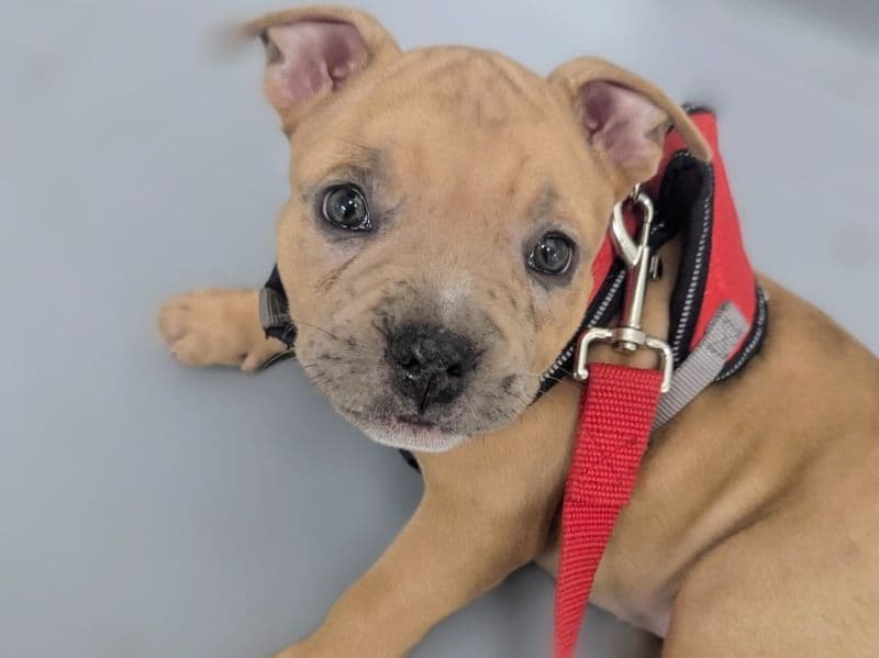 Luna primary photo