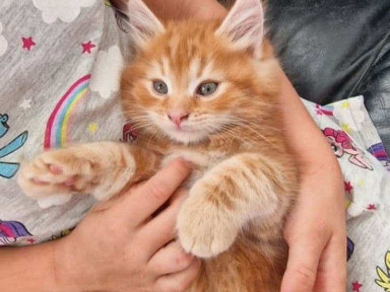 Luna primary photo