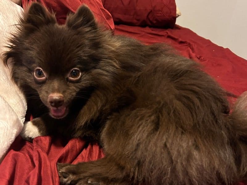 Buster primary photo