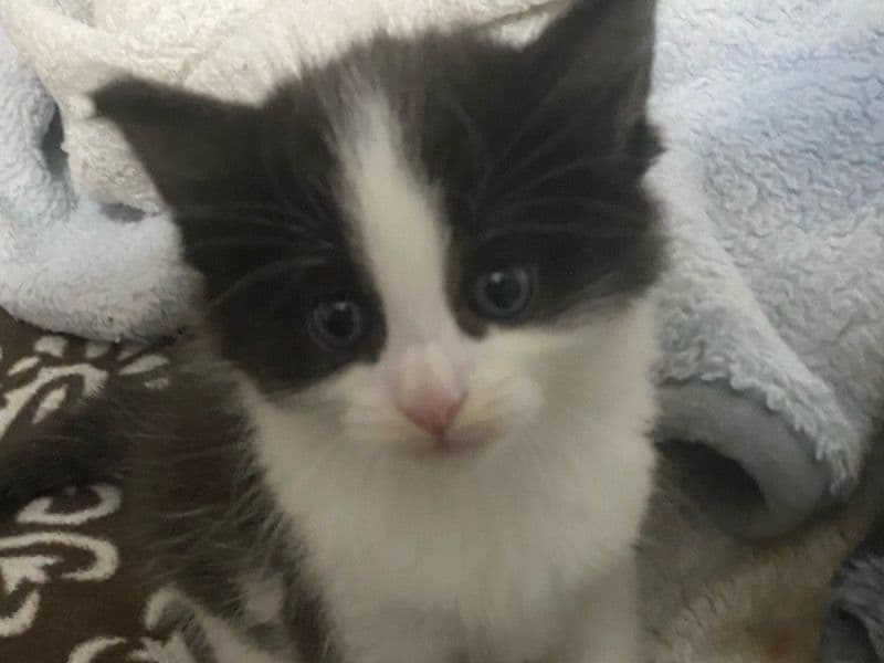 Kitty primary photo