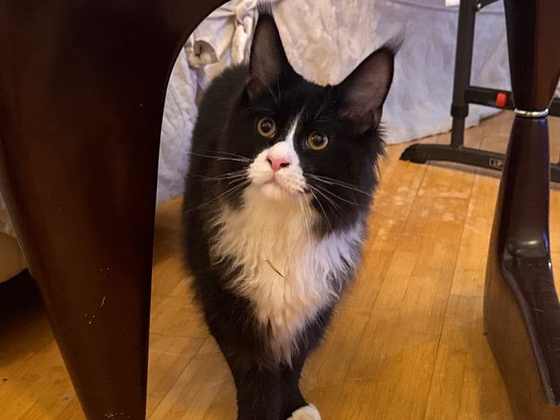 Oswald primary photo