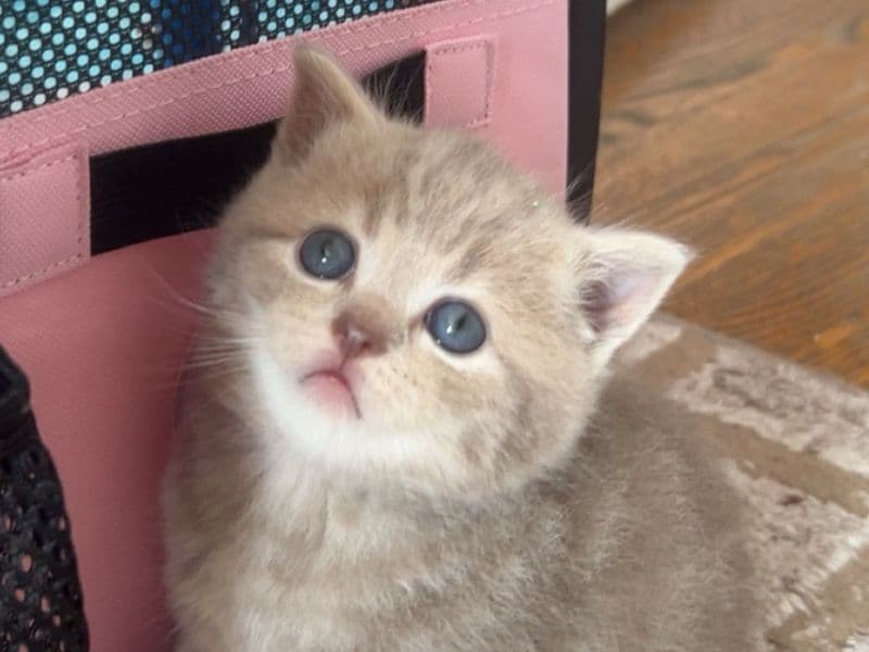 Ginger primary photo