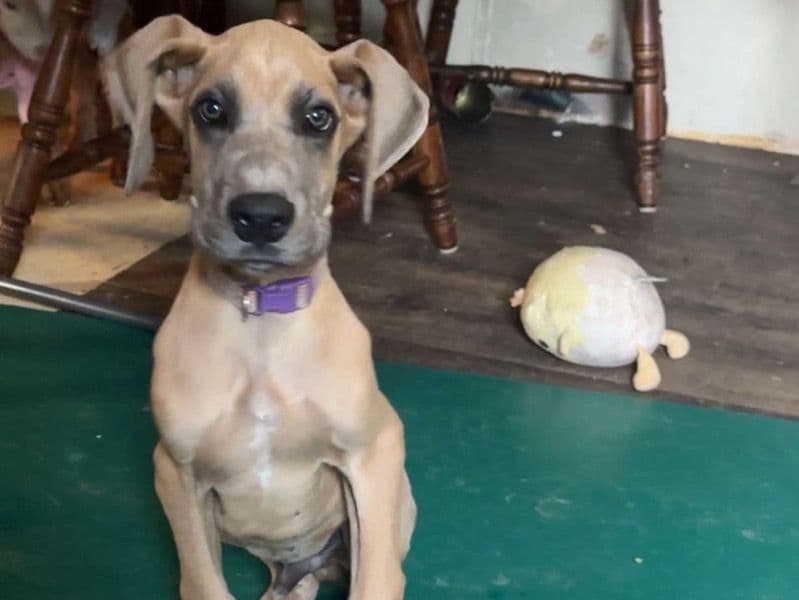 Zeus primary photo