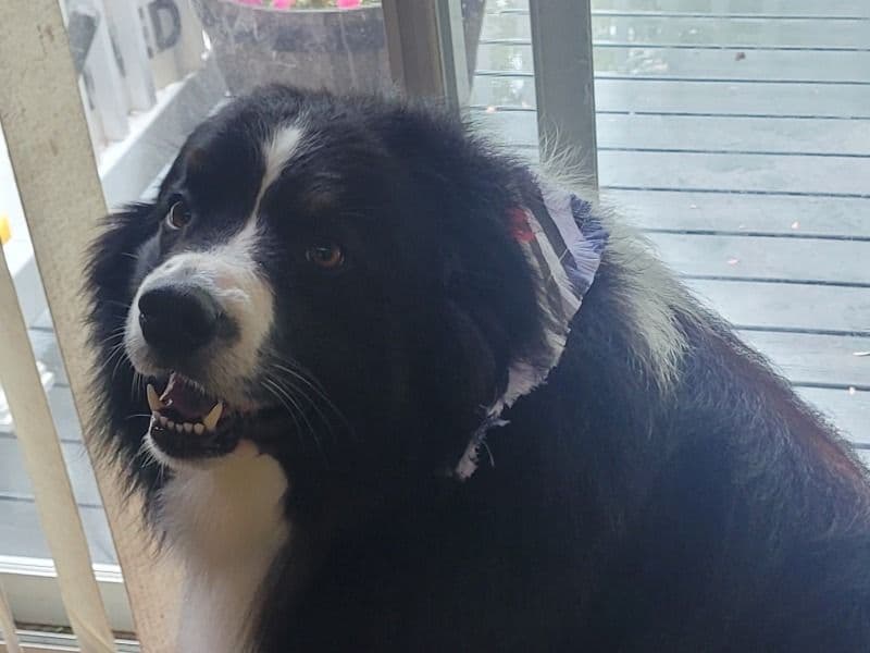 Buddy primary photo